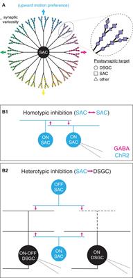 Computational and Molecular Properties of Starburst Amacrine Cell Synapses Differ With Postsynaptic Cell Type